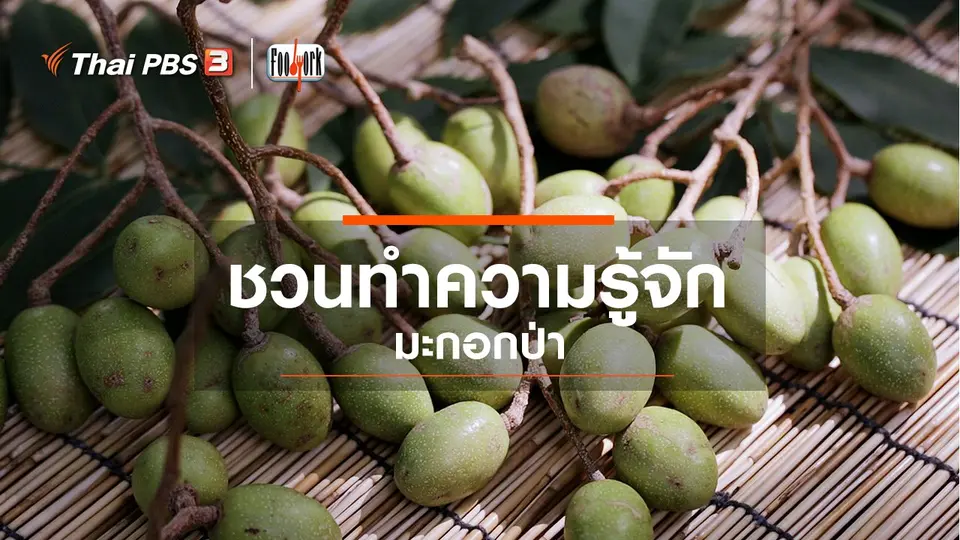 ชวนทำความรู้จักมะกอกป่า