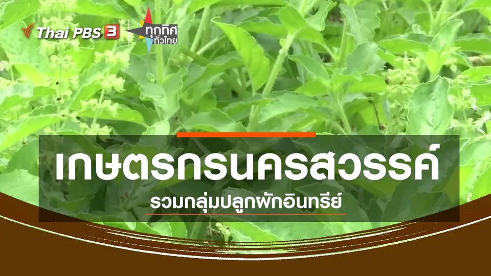 ​ชุมชนทั่วไทย : เกษตรกรนครสวรรค์รวมกลุ่มปลูกผักอินทรีย์