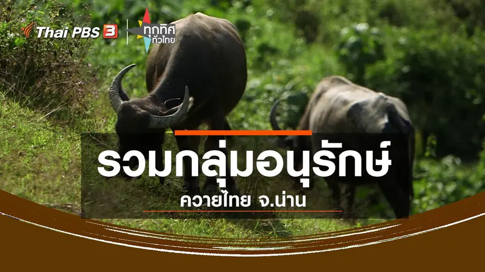 ชุมชนทั่วไทย : รวมกลุ่มอนุรักษ์ควายไทย จ.น่าน