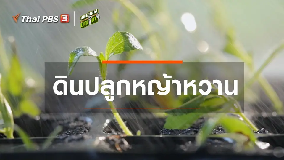 ​สูตรลับฉบับบ้านนา : ดินปลูกหญ้าหวาน