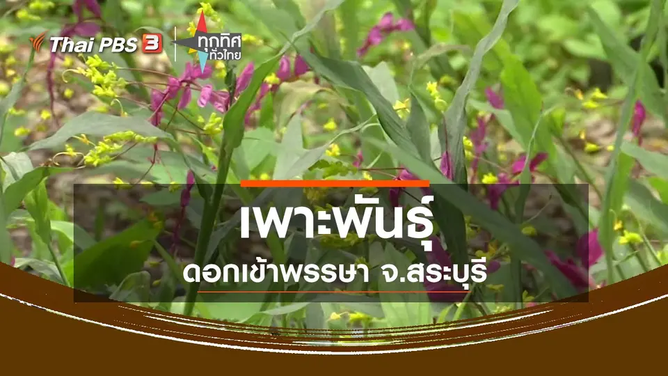 เพาะพันธุ์ดอกเข้าพรรษา จ.สระบุรี