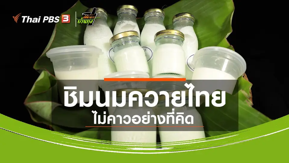 ​คลิปบ้านทุ่ง : ชิมนมควายไทย ไม่คาวอย่างที่คิด