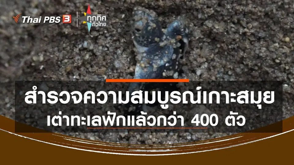 สำรวจความสมบูรณ์เกาะสมุย เต่าทะเลฟักแล้วกว่า 400 ตัว