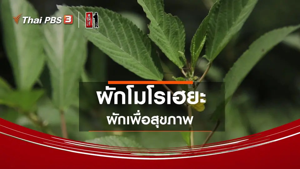 รู้ให้ลึกเรื่องญี่ปุ่น : ผักโมโรเฮยะ ผักเพื่อสุขภาพ