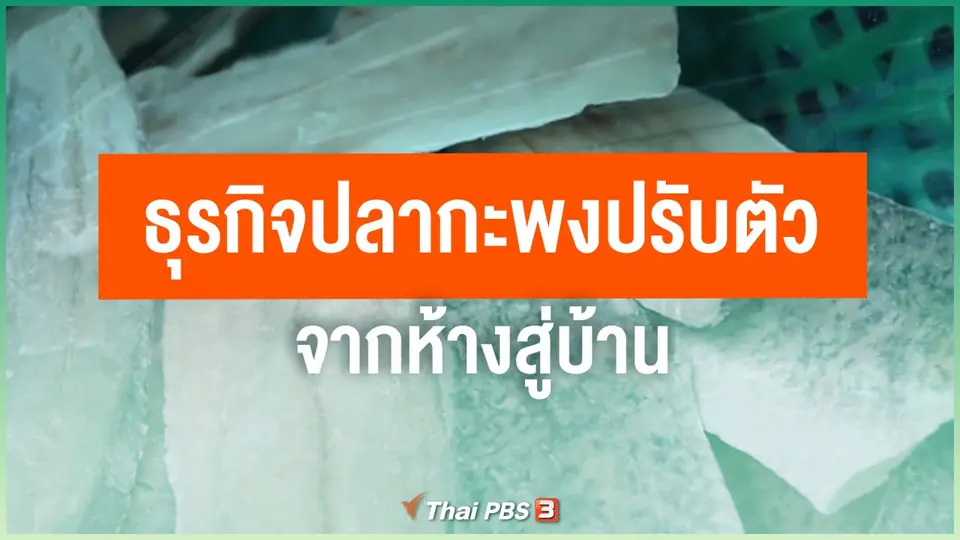 ​ไทยสู้ ไทยรอด : ธุรกิจปลากะพงปรับตัวจากห้างสู่บ้าน