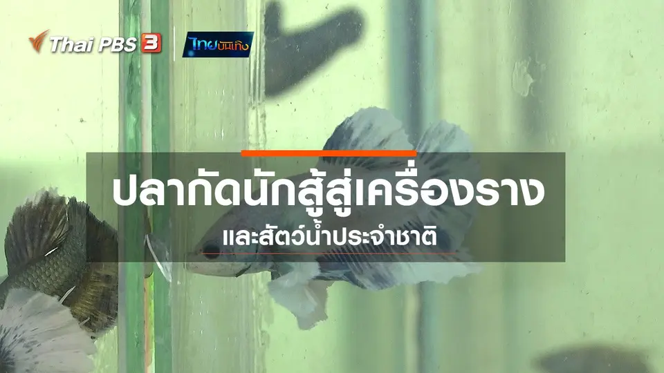 เรื่องนี้มีตำนาน : ปลากัดนักสู้สู่เครื่องรางและสัตว์น้ำประจำชาติ