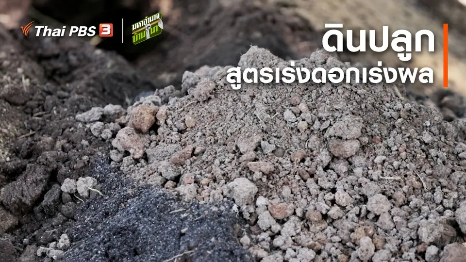 สูตรลับฉบับบ้านนา : ดินปลูกสูตรเร่งดอกเร่งผล