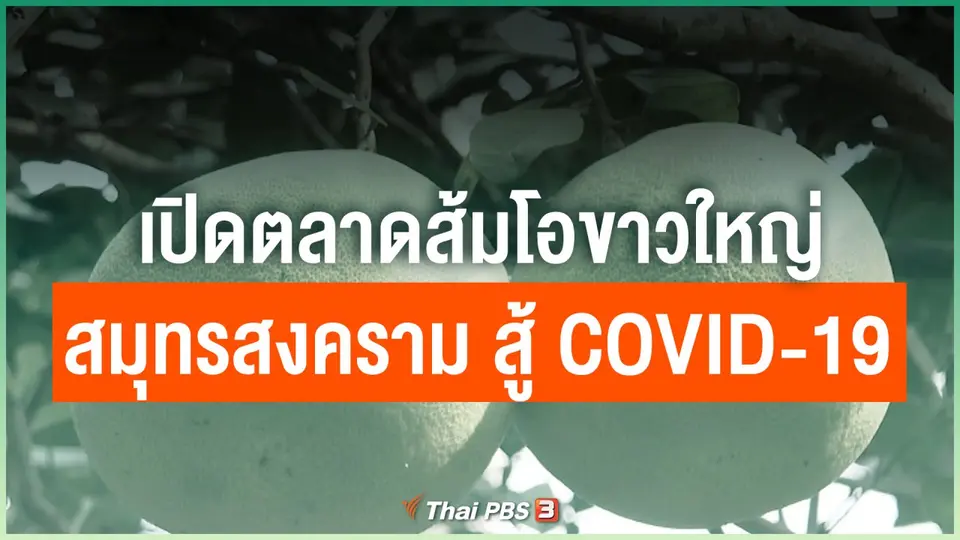เปิดตลาดส้มโอขาวใหญ่สมุทรสงคราม สู้ COVID-19