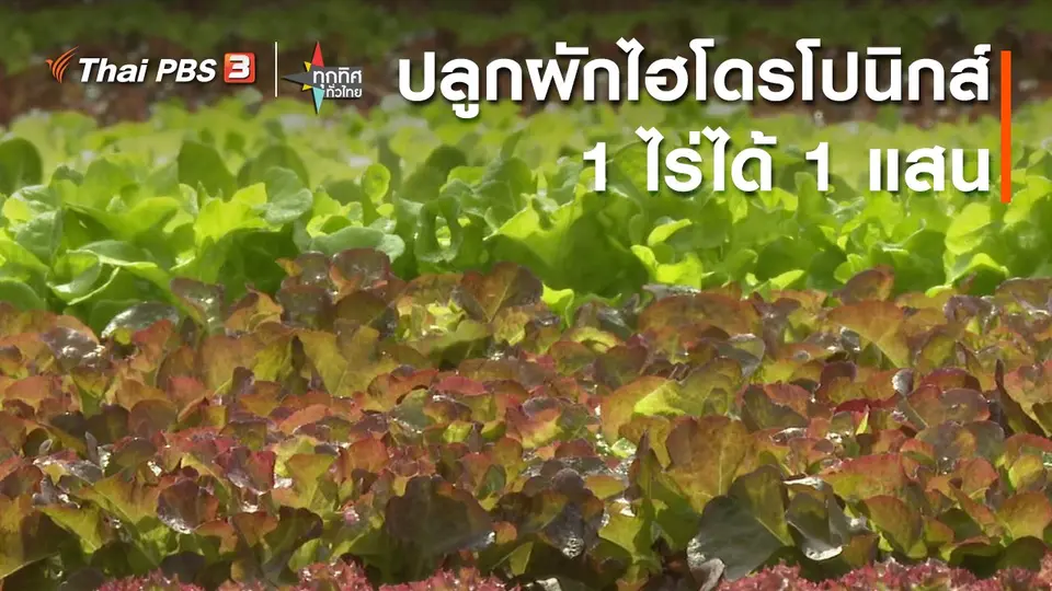 ปลูกผักไฮโดรโปนิกส์ 1 ไร่ได้ 1 แสน