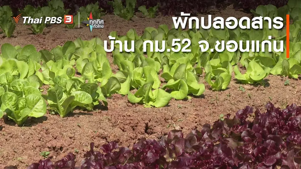 ผักปลอดสาร บ้าน กม.52 จ.ขอนแก่น