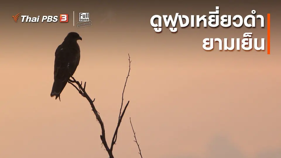 ​ภาพช็อตเด็ด : ดูฝูงเหยี่ยวดำยามเย็น