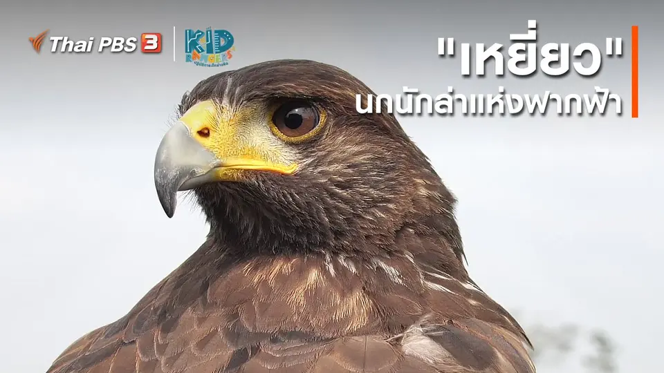 ​คิดส์เรียนรู้ : "เหยี่ยว" นกนักล่าแห่งฟากฟ้า