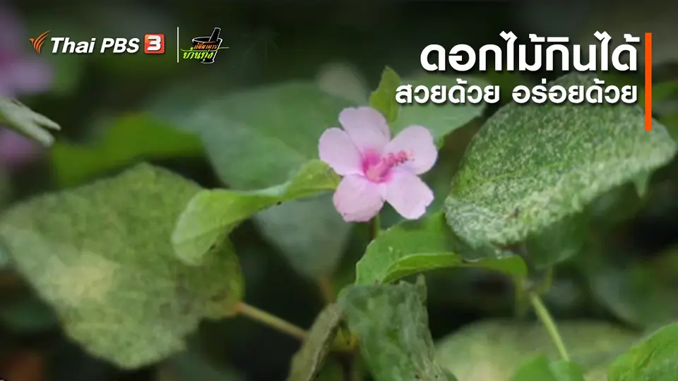 คลิปบ้านทุ่ง : ดอกไม้กินได้ สวยด้วย อร่อยด้วย