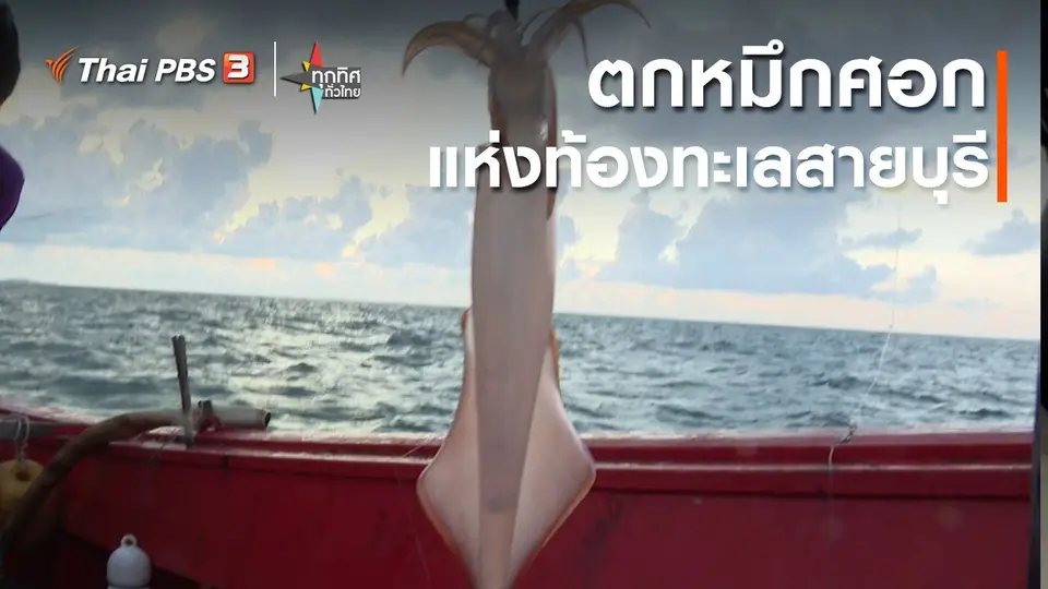 อาชีพทั่วไทย : ตกหมึกศอกแห่งท้องทะเลสายบุรี จ.ปัตตานี