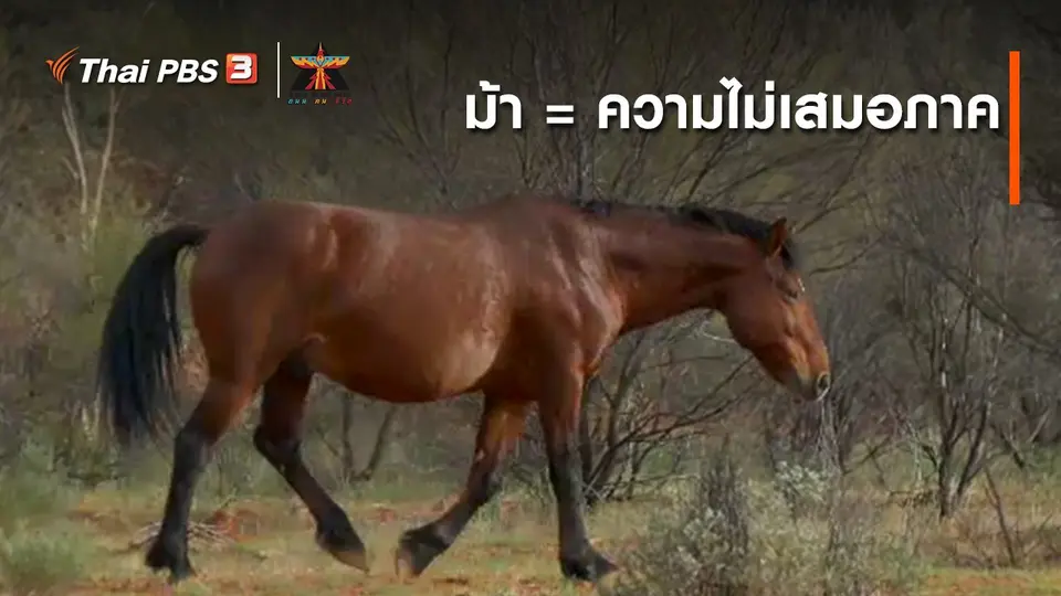 เรื่องเล่าการเดินทาง : ม้า = ความไม่เสมอภาค