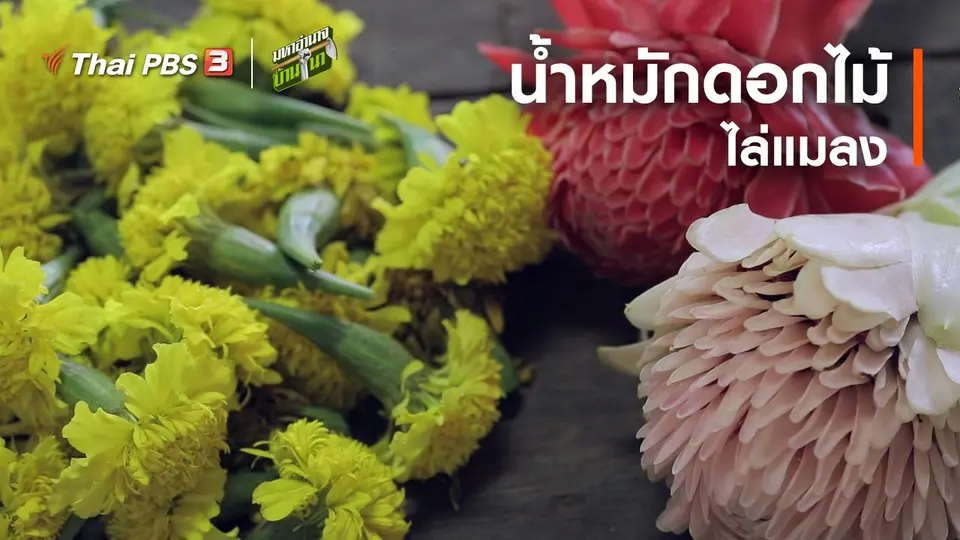​สูตรลับฉบับบ้านนา : น้ำหมักดอกไม้ไล่แมลง