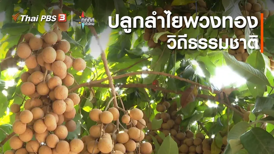 อาชีพทั่วไทย : ปลูกลำไยพวงทองวิถีธรรมชาติ จ.กาญจนบุรี
