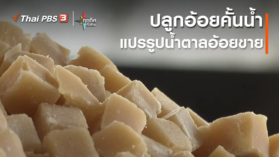 ​ปลูกอ้อยคั้นน้ำแปรรูปน้ำตาลอ้อยขาย จ.นครสวรรค์