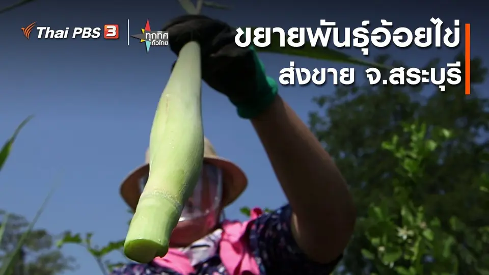 ​ขยายพันธุ์อ้อยไข่ส่งขาย จ.สระบุรี