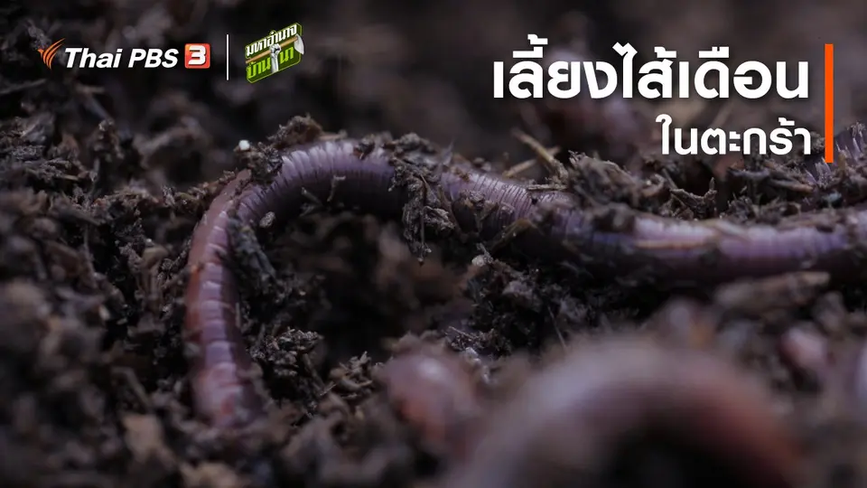 สูตรลับฉบับบ้านนา : เลี้ยงไส้เดือนในตะกร้า