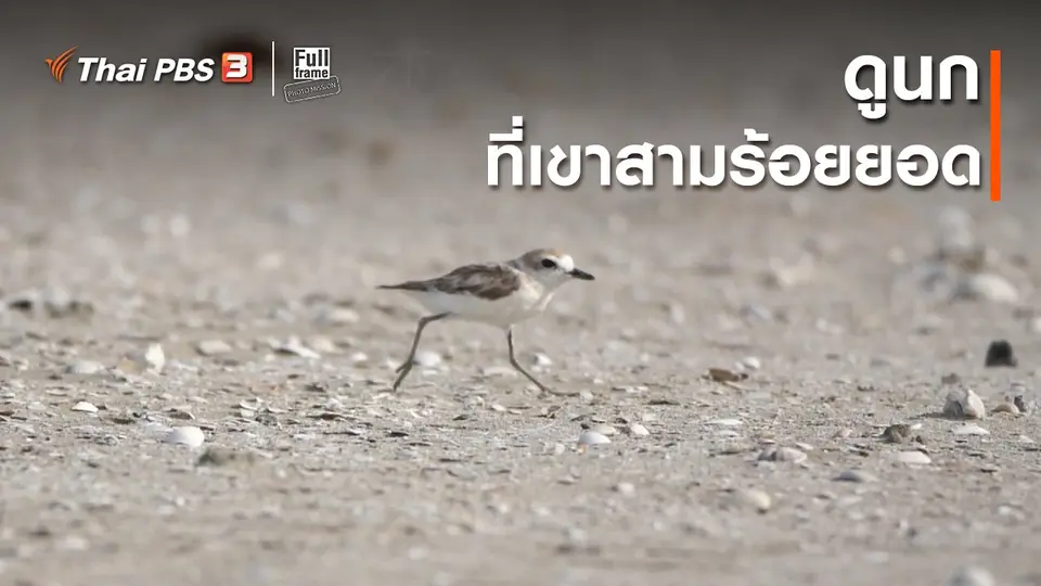 ภาพช็อตเด็ด : ​ดูนกที่เขาสามร้อยยอด
