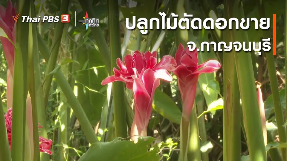 อาชีพทั่วไทย : ปลูกไม้ตัดดอกขาย จ.กาญจนบุรี