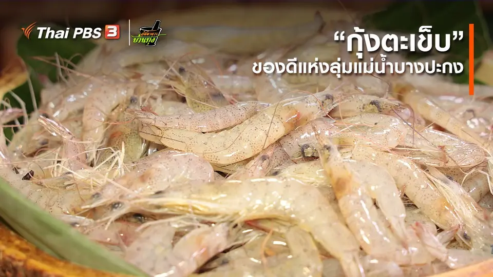 ​คลิปบ้านทุ่ง : “กุ้งตะเข็บ” ของดีแห่งลุ่มแม่น้ำบางปะกง