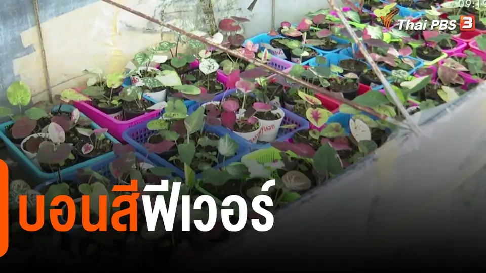 แตกประเด็นข่าว : บอนสีฟีเวอร์