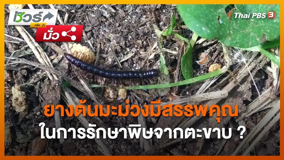 ชัวร์หรือมั่ว : ยางต้นมะม่วงมีสรรพคุณในการรักษาพิษจากตะขาบ ?
