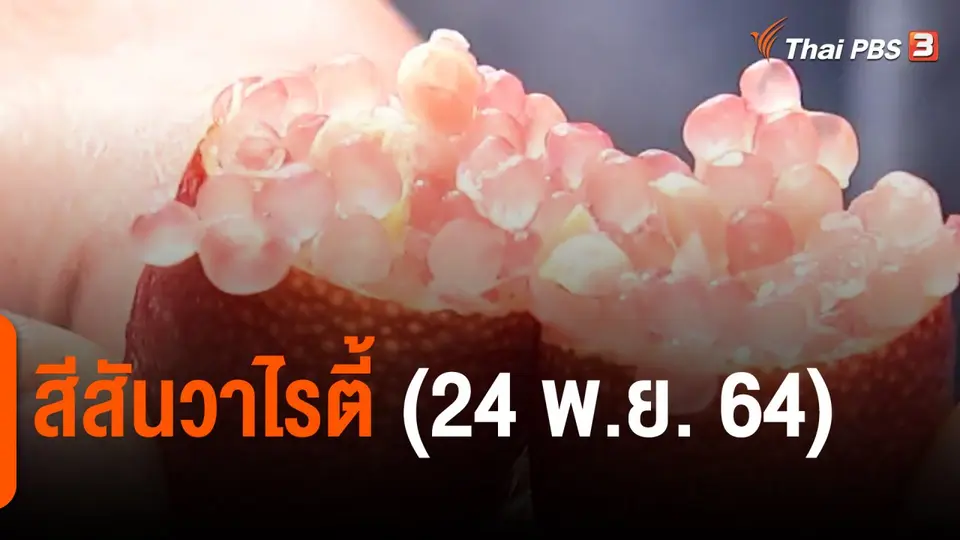 ​สีสันวาไรตี้ (24 พ.ย. 64)