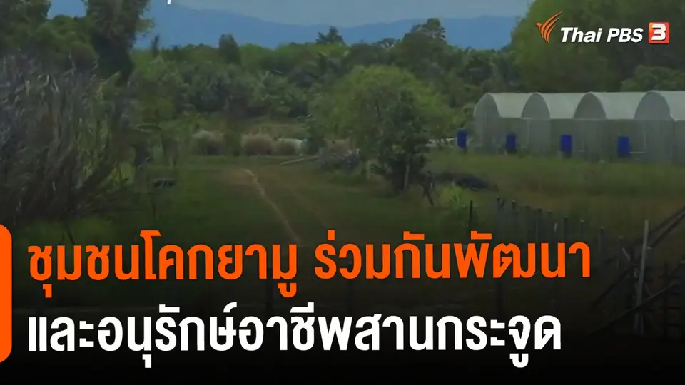 ​ดอกผลของความยั่งยืน : ชุมชนโคกยามู ร่วมกันพัฒนาและอนุรักษ์อาชีพสานกระจูด
