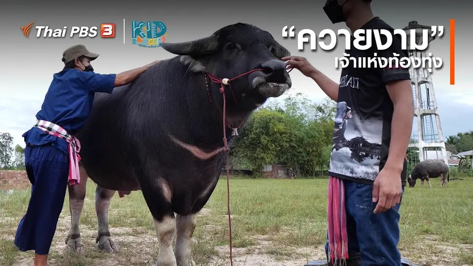 ​คิดส์เรียนรู้ : “ควายงาม” เจ้าแห่งท้องทุ่ง