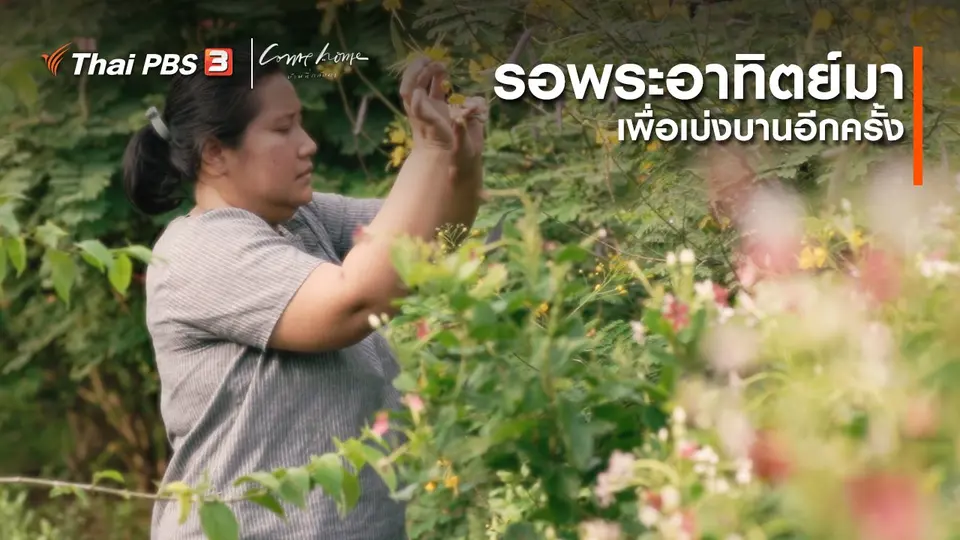 ​เรื่องเล่าคนกลับบ้าน : รอพระอาทิตย์มา เพื่อเบ่งบานอีกครั้ง