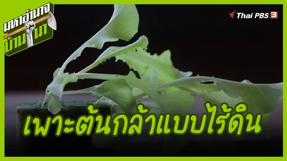 สูตรลับฉบับบ้านนา : การเพาะต้นกล้าแบบไร้ดิน