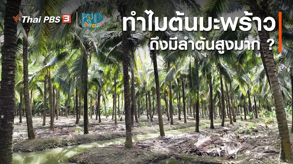 ​คิดส์เรียนรู้ : ทำไมต้นมะพร้าวถึงมีลำต้นสูงมาก ?