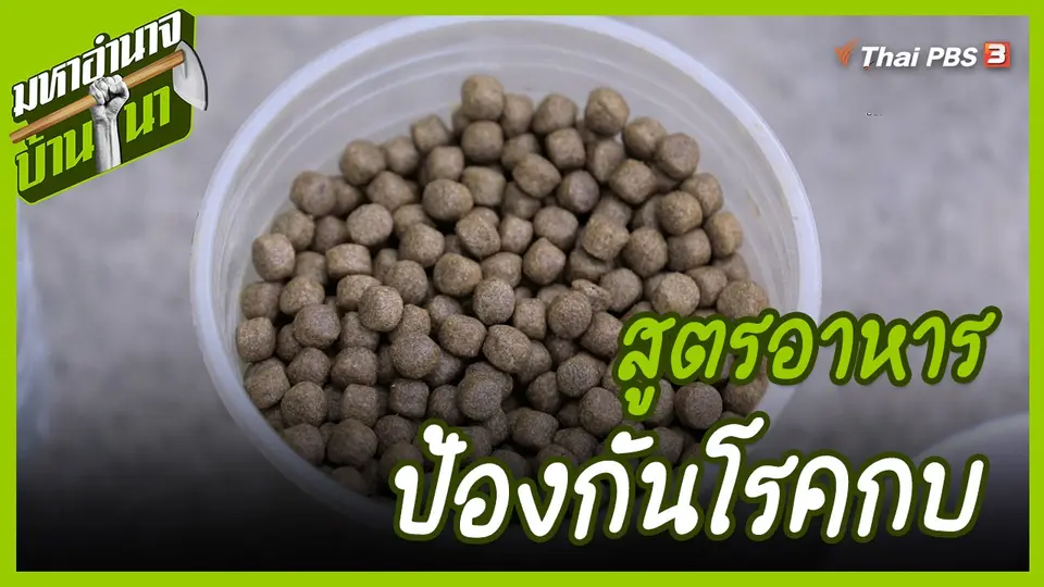 สูตรลับฉบับบ้านนา : อาหารป้องกันโรคกบ