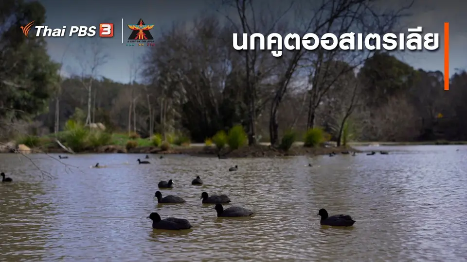 ​เรื่องเล่าการเดินทาง : นกคูตออสเตรเลีย