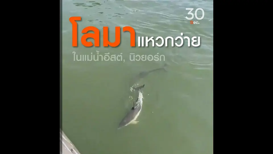 โลมาแหวกว่ายในแม่น้ำอีสต์  นิวยอร์ก