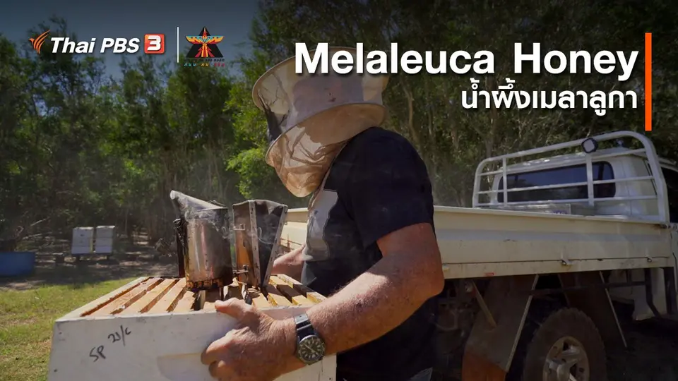 เรื่องเล่าการเดินทาง : Melaleuca Honey น้ำผึ้งเมลาลูกา