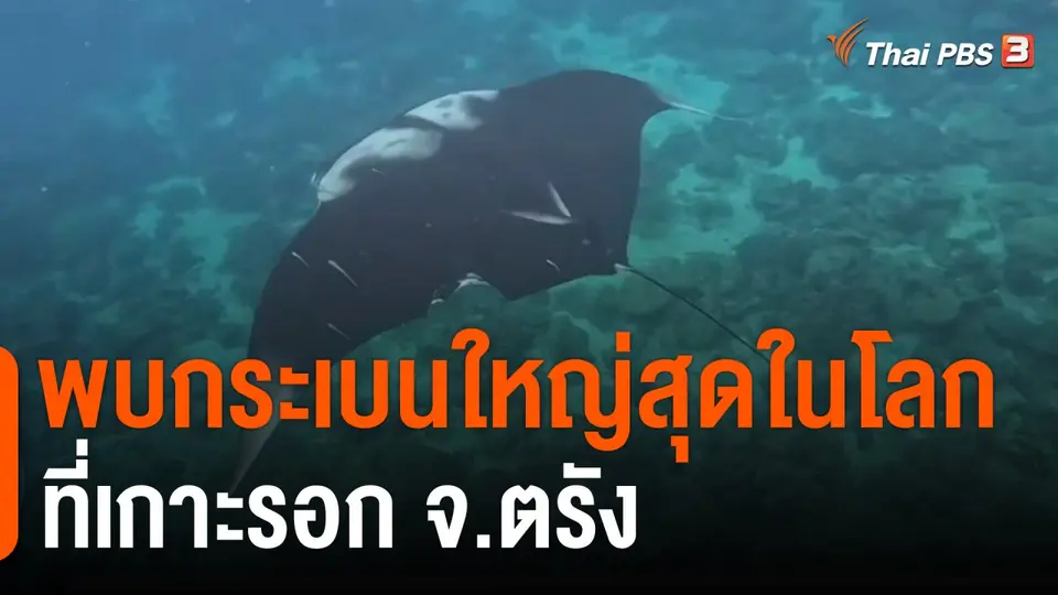 พบกระเบนใหญ่สุดในโลกที่เกาะรอก จ.ตรัง
