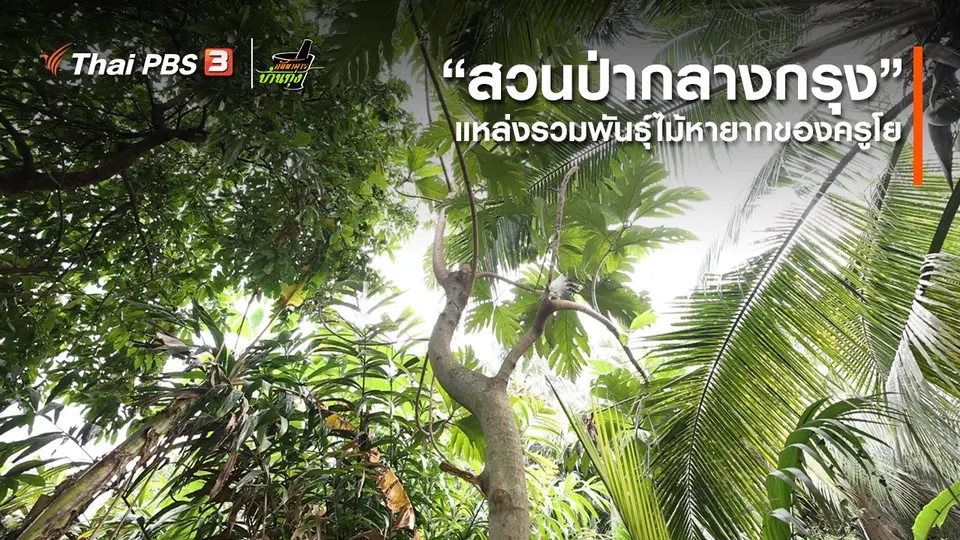 ​คลิปบ้านทุ่ง : “สวนป่ากลางกรุง” แหล่งรวมพันธุ์ไม้หายากของครูโย