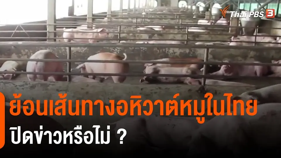 ​ย้อนเส้นทางอหิวาต์หมูในไทย ปิดข่าวหรือไม่ ?
