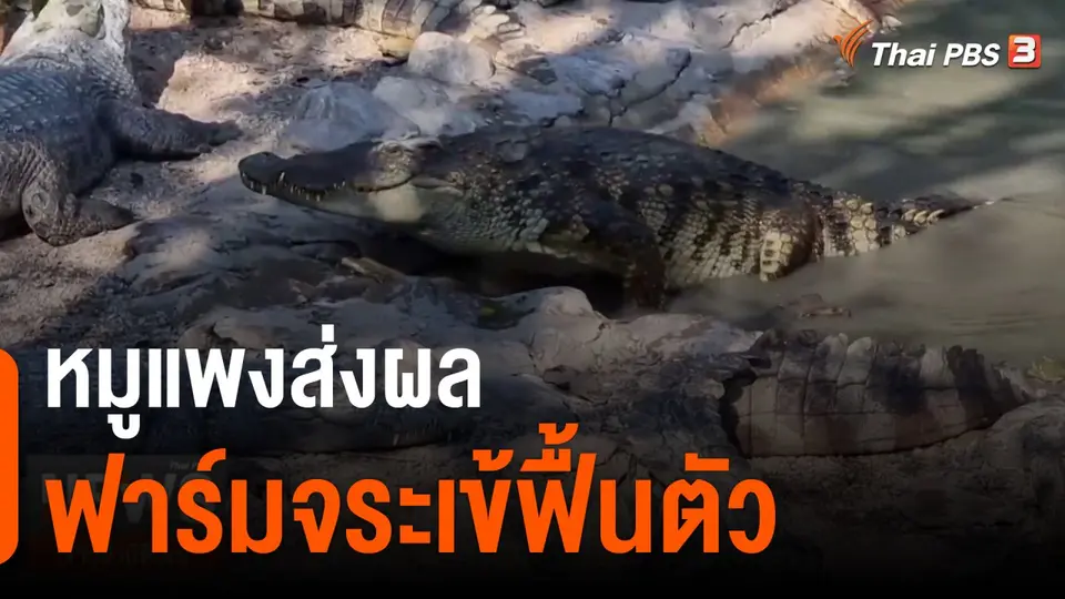 หมูแพงส่งผลฟาร์มจระเข้ฟื้นตัว