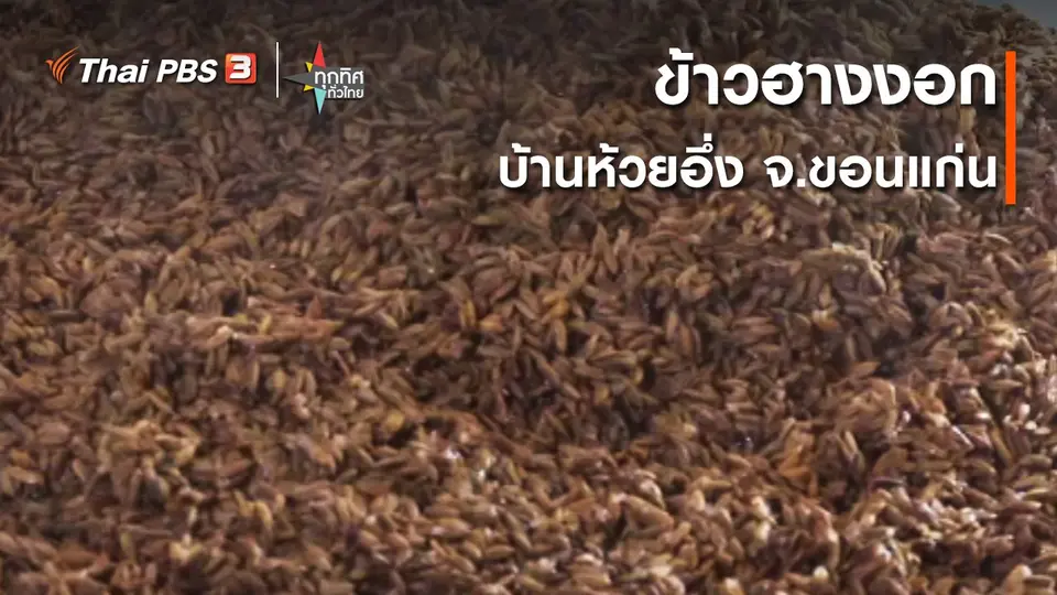 วิถีทั่วไทย : ข้าวฮางงอกบ้านห้วยอึ่ง จ.ขอนแก่น
