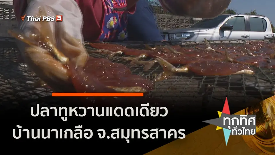 อาชีพทั่วไทย : ปลาทูหวานแดดเดียวบ้านนาเกลือ จ.สมุทรสาคร