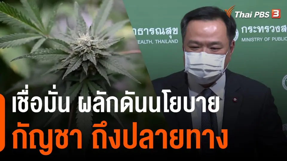 ภูมิใจไทย เชื่อมั่น ผลักดันนโยบายกัญชาถึงปลายทาง