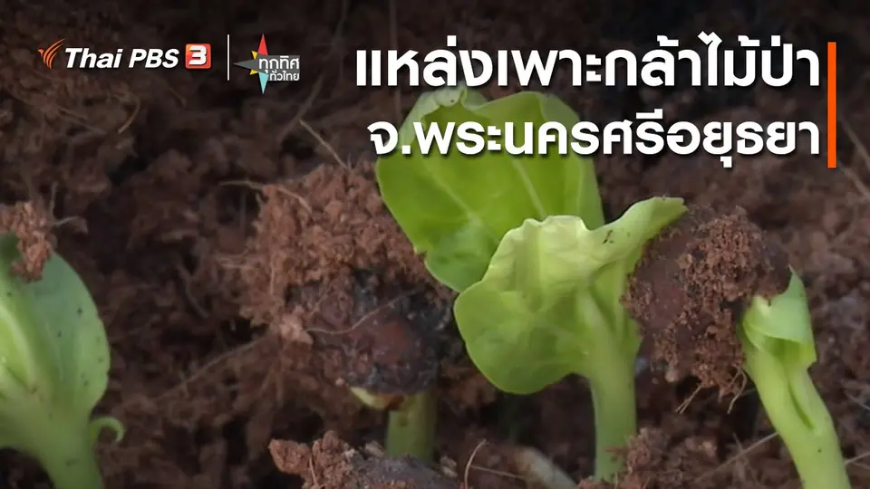 ​วิถีทั่วไทย : แหล่งเพาะกล้าไม้ป่า จ.พระนครศรีอยุธยา