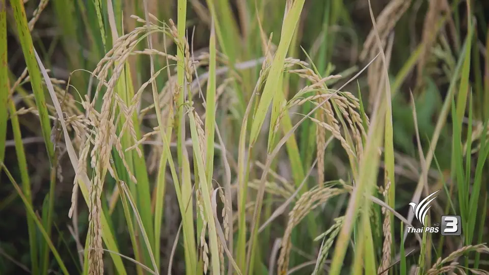 ​เกี่ยวเถอะนะแม่เกี่ยว