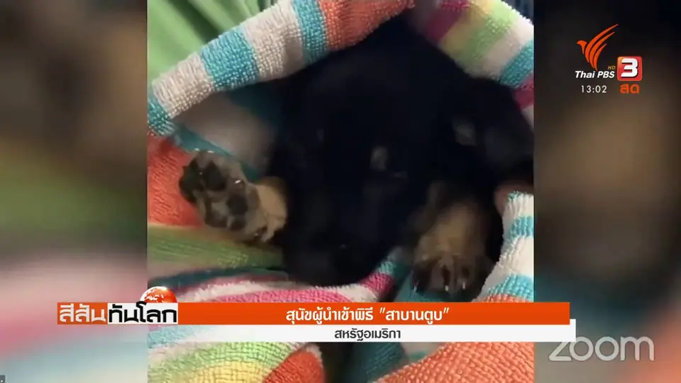 ​สุนัขผู้นำเข้าพิธี "สาบานตูบ"