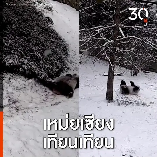 แพนด้ายักษ์ คลุกหิมะ